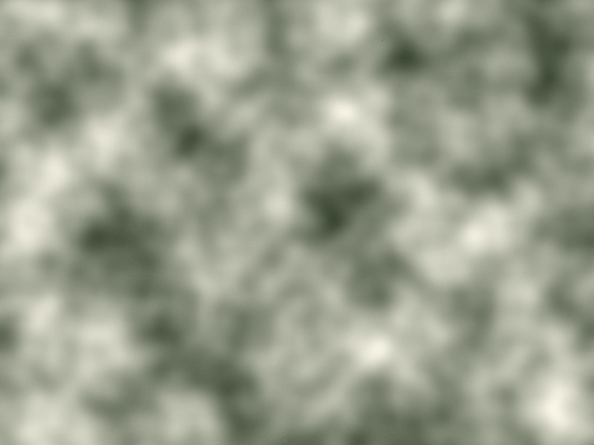 Mist hanging over forest at first light (placeholder image)